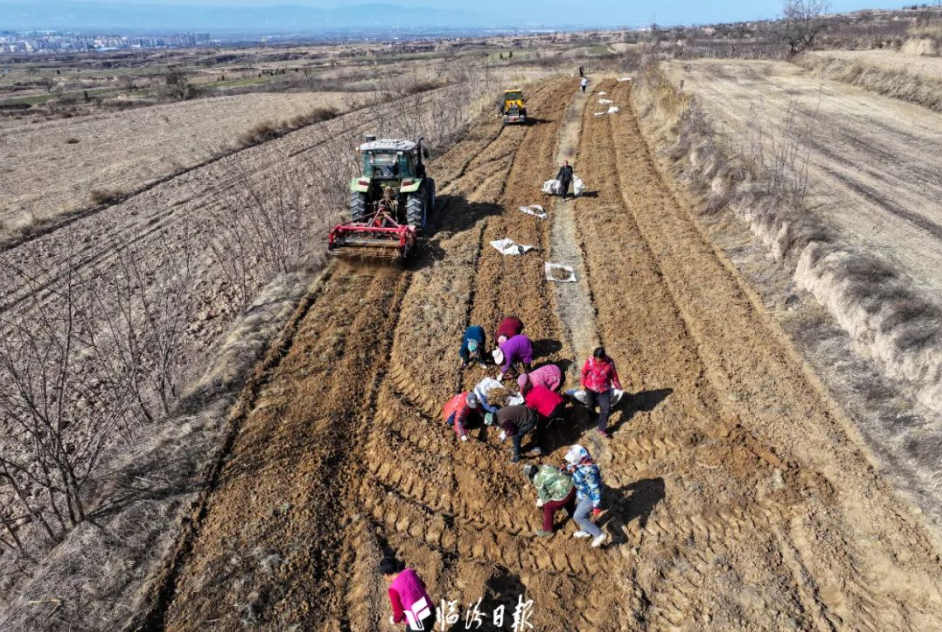 襄汾黄芩1 襄汾黄芩1