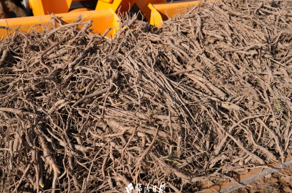 襄汾黄芩2 襄汾黄芩2