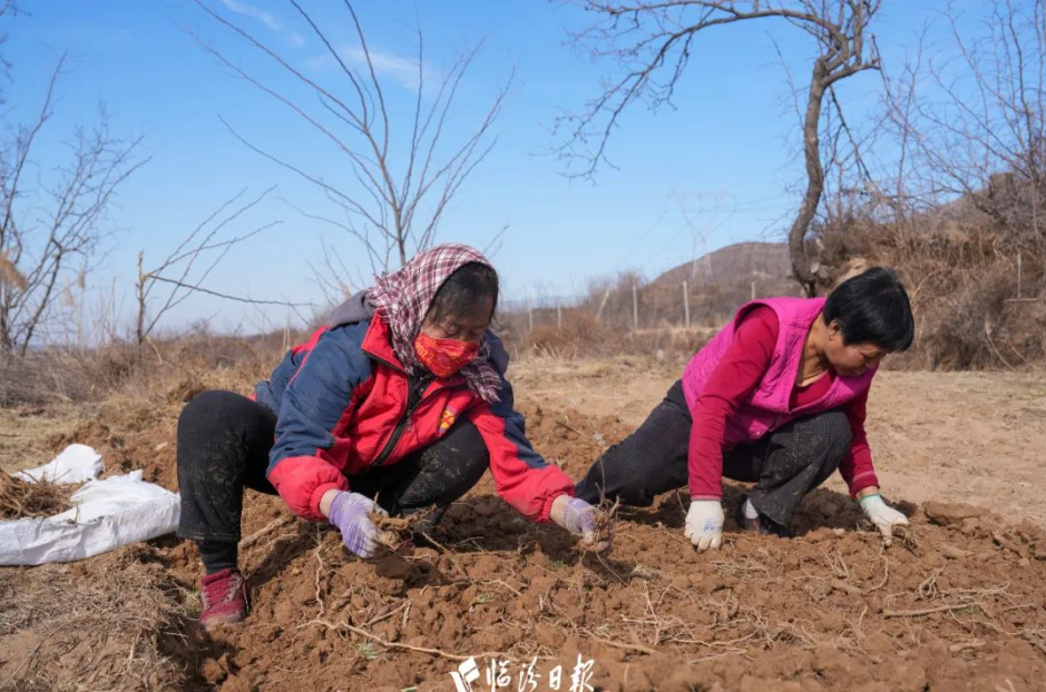 襄汾黄芩3 襄汾黄芩3
