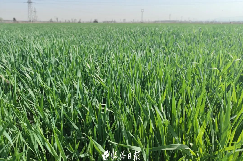 200亩小麦3 200亩小麦3