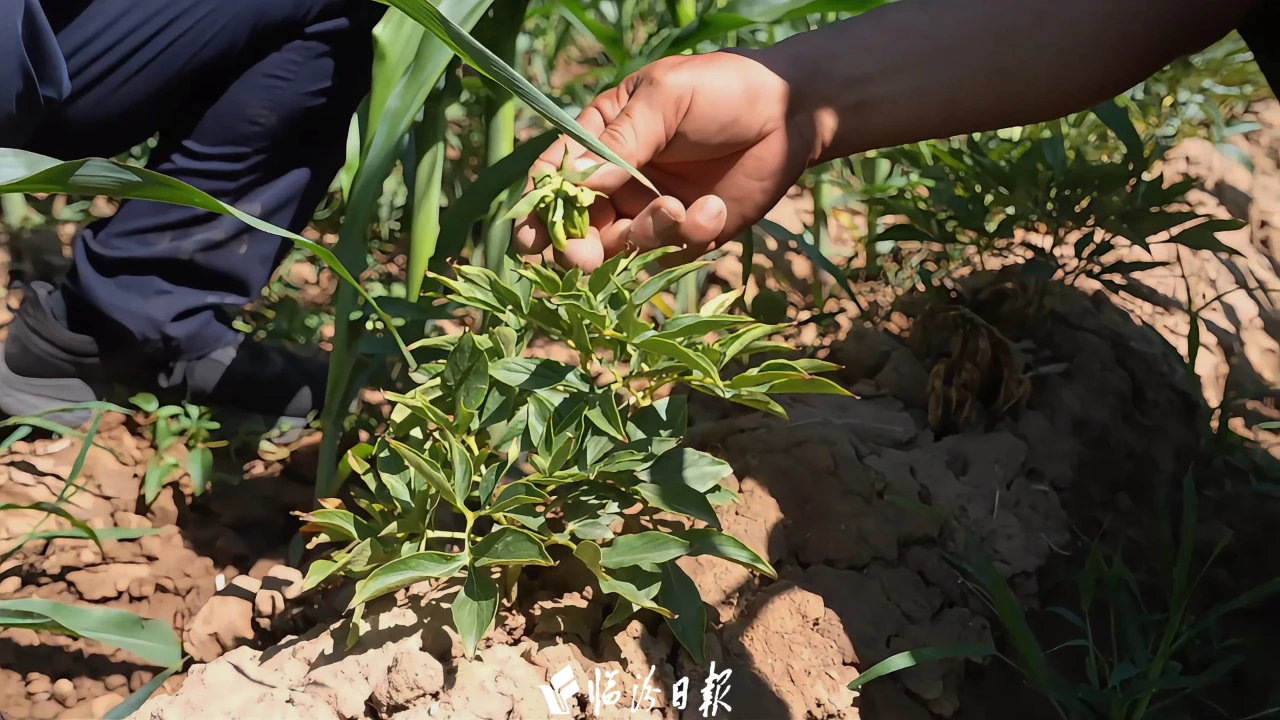 7a03f80b7645d3467216c3d6cf355600 7a03f80b7645d3467216c3d6cf355600